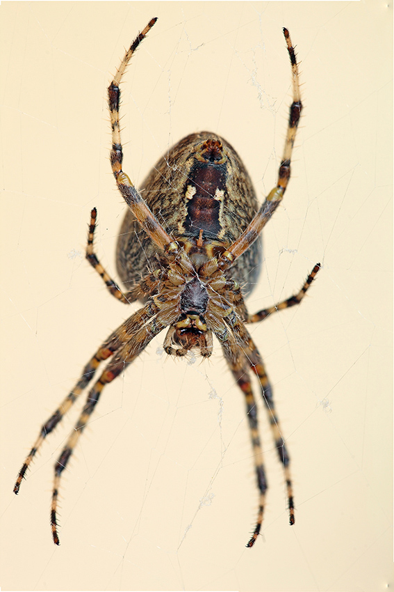 Araenus diadematus - Badalucco (IM)